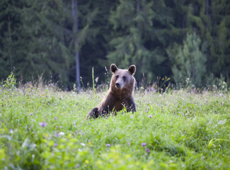 Brown bear