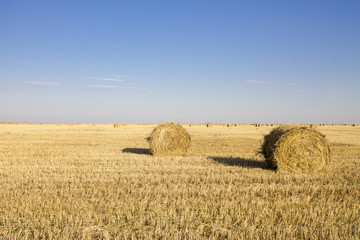 Fototapeta premium Straw bails waiting for collection in a field