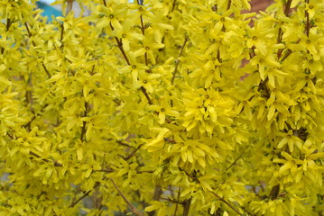 Yellow flowers