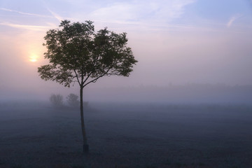 Fototapeta na wymiar Herbst Nebel mit Baum