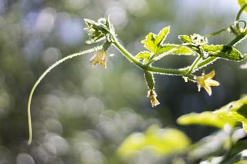 background sprout soft focus bokeh