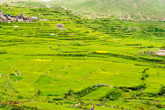Green terraced fields and traditional architecture in the ancient Tibetan Nar village, Annapurna Conservation Area, Nepal