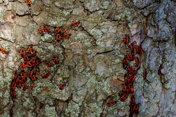  Beetles on a tree