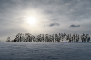 北海道の光