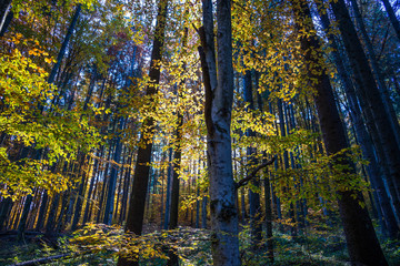 Beautiful colorful autumn image, sunlights breaking through the beech wood leaves at deciduous forest.