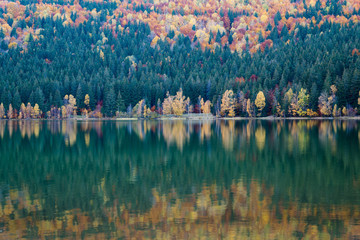 Fototapeta premium Beautiful unique vulcanic lake at autumn, ( Lake Saint Ana) deciduous colorful woods mixed with pine woods reflecting on the crystal clean water in Transylvania , Romania.