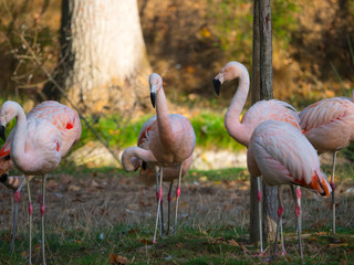 Flamants roses