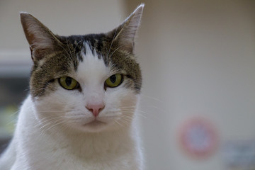 見つめる猫