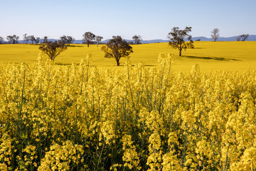 Canola Fields in Country New South Wales, Australia