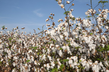 Cotton Fields in picking season