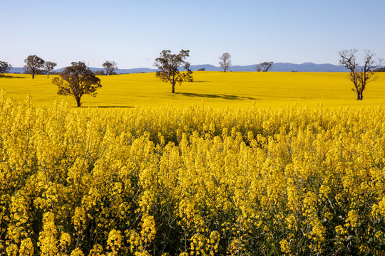Canola Fields in Country New South Wales, Australia