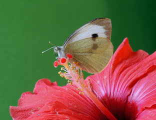 Tuscany, October 2018, white cabbage butterfly over the pistils of an hibiscus flower