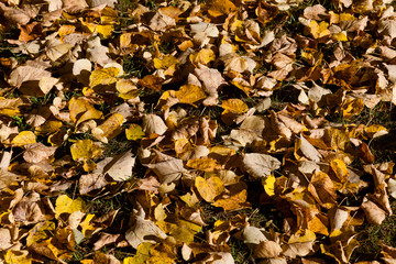 Dry autumn leaves on green lawn