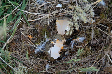Egg shelves in an empty bird nest