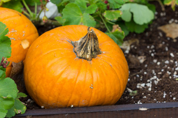 Orange pumpkins for Halloween Party