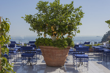 Lemon tree in a pot in Positano on Amalfi Coast in Italy