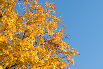 Fototapeta premium bright yellow autumn maple leaves on blue sky background with copy space