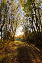 Fototapeta premium Beech trees in Canfaito forest (Marche, Italy) at sunset with warm colors, sun filtering through and long shadows
