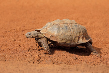 Leopard tortoise (Stigmochelys pardalis) walking, South Africa.