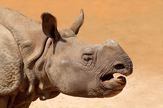 Portrait of a young Indian rhinoceros (Rhinoceros unicornis) .