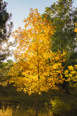 Yellow tree under sun rays