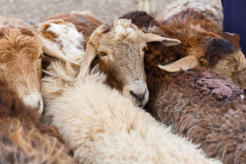 Lambs at Kashgar Animal Market III (Xinjiang)