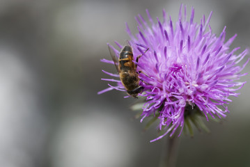 ape su fiore - bee on flower