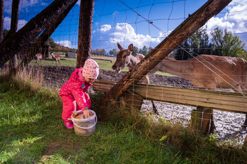 Kind füttert Hirsche - Tier im Tierpark Gehege