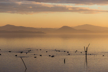 Beautiful view of a lake at sunset, with orange tones and birds flying and on water