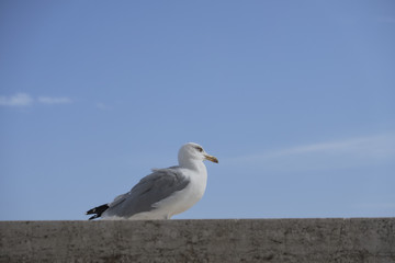 Sea Gull in Rome