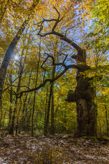 600 hundred year old olk tree in one of the oldest  natural reserve forest in Romania. Photo was taken during autumn seson