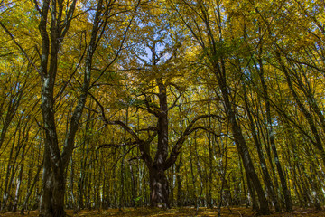600 hundred year old olk tree in one of the oldest  natural reserve forest in Romania. Photo was taken during autumn seson