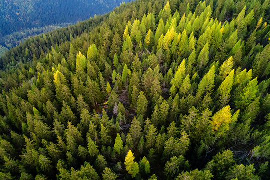 Forest - Aerial view