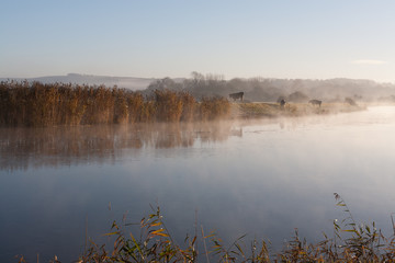 Early morning misty river with cows on the riverbank to the background