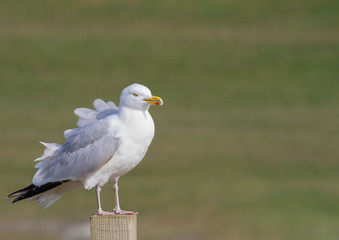 A Herring Gull seabird standing on a wooden ost with isolated background and feathers ruffled in the wind.