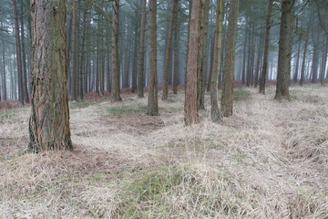 Semi-abstract of pine tree trunks and straw-coloured grass undergrowth in pastel colours