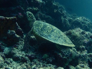 Naklejka na ściany i meble sea ​​turtle in Maldives