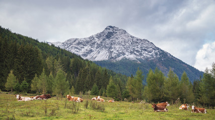 Fototapeta na wymiar Berglandschaft mit jungen rotbunten Rindern