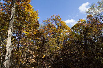 Fototapeta premium Beautiful autumn wood