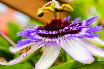 Bee on passion flower