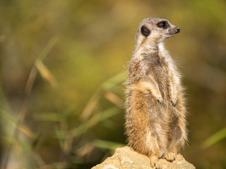 Suricate