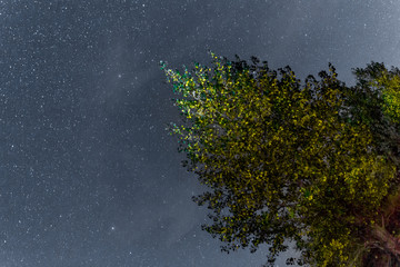 landscape of the night sky silhouettes of trees