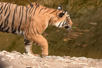 Fototapeta na wymiar Tiger coming out of waterhole and stalking