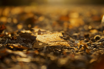 Autumn Golden Brown Leaves at Sunset Close Up