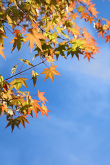autumn leaves against blue sky