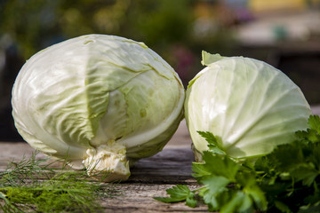 white cabbage in the street