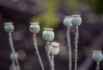 dry poppy heads in the garden