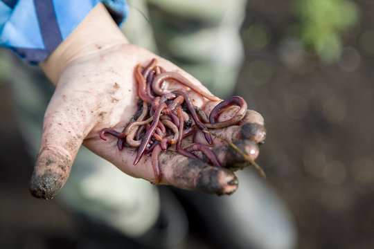 a handful of worms for fishing in the hands
