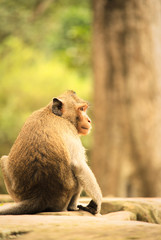Long tailed macaque monkey sat on stone slab in forest with tree in background
