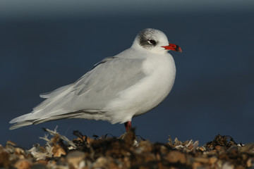 A stunning Mediterranean Gull (Larus melanocephalus) standing on a pebbled beach looking around for food in the UK.